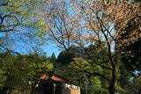 金剛山の山桜