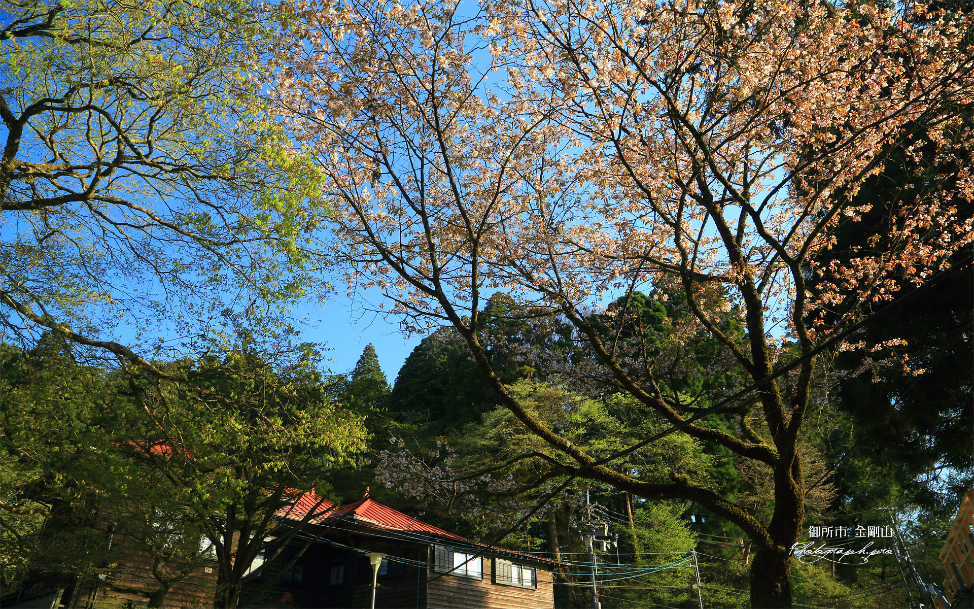 金剛山の山桜