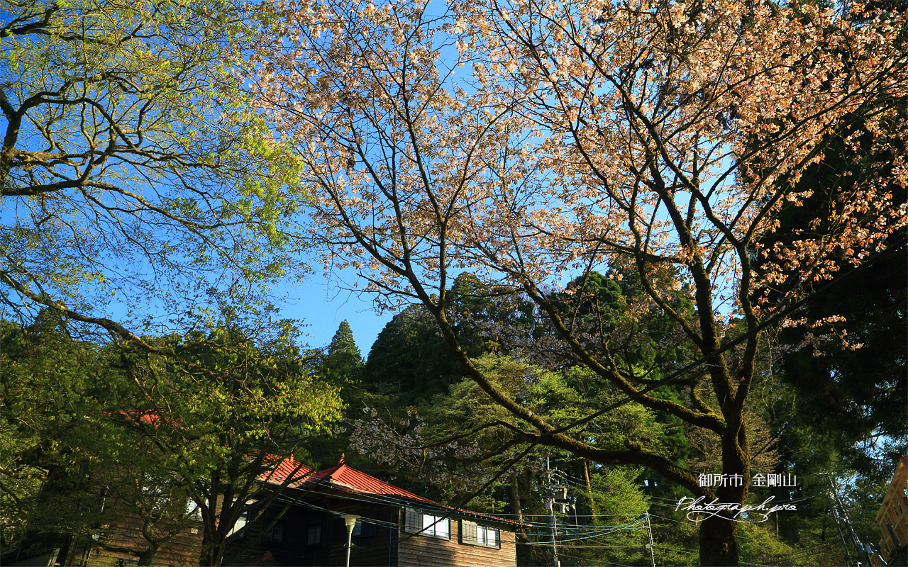 金剛山の山桜 壁紙