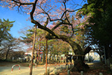 愛宕神社の清秀桜