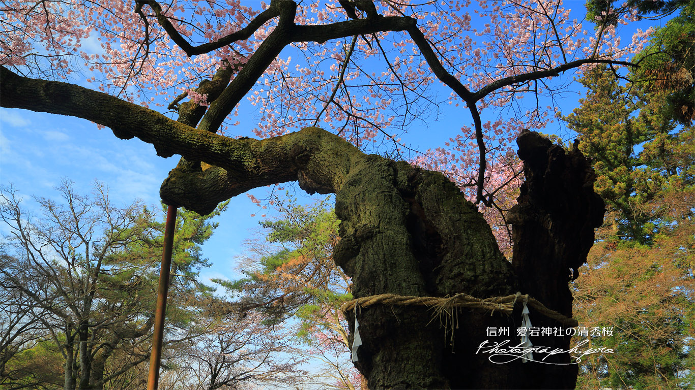 愛宕神社の清秀桜 壁紙