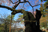 愛宕神社の清秀桜