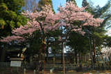愛宕神社の清秀桜