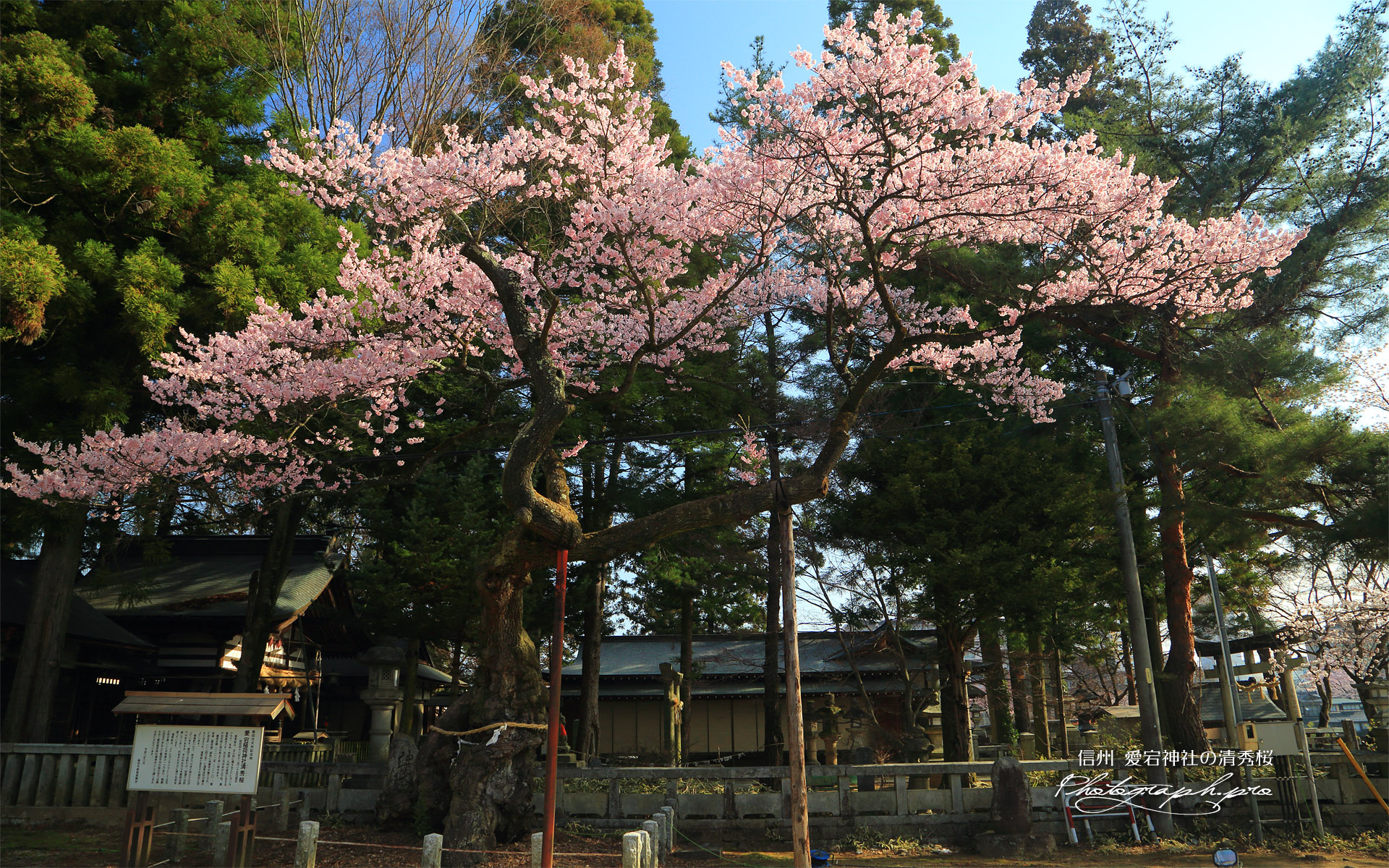 愛宕神社の清秀桜