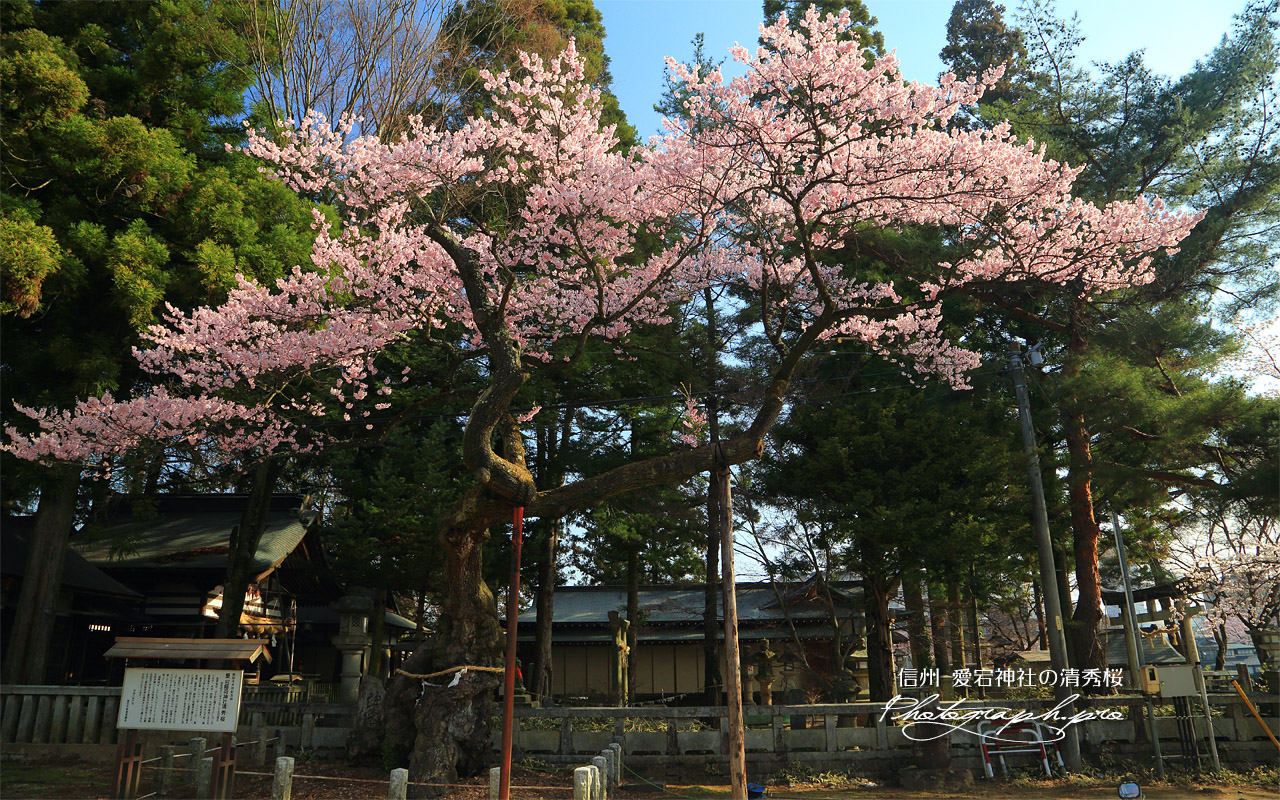 愛宕神社の清秀桜 壁紙
