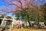飯田市 愛宕稲荷神社のエドヒガン桜