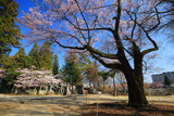 愛宕神社の千代蔵桜