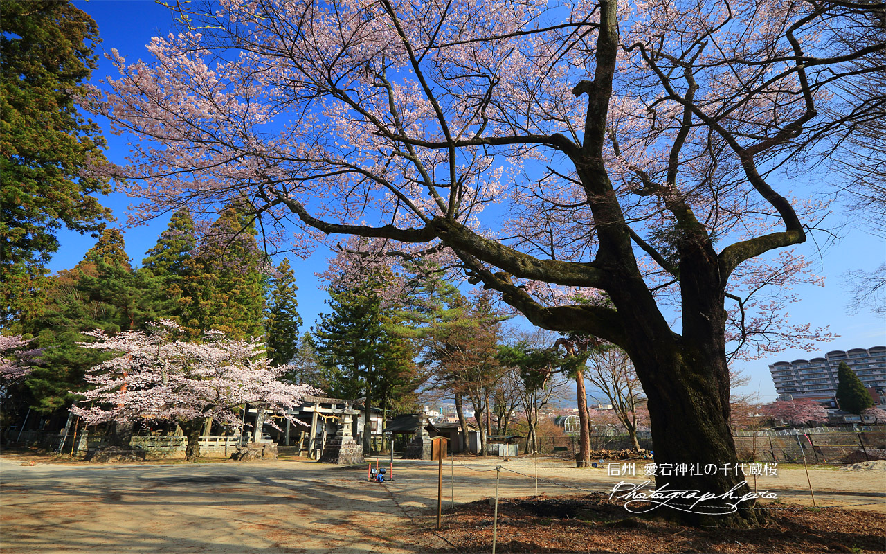 愛宕神社の千代蔵桜 壁紙