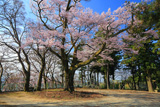 愛宕神社の千代蔵桜