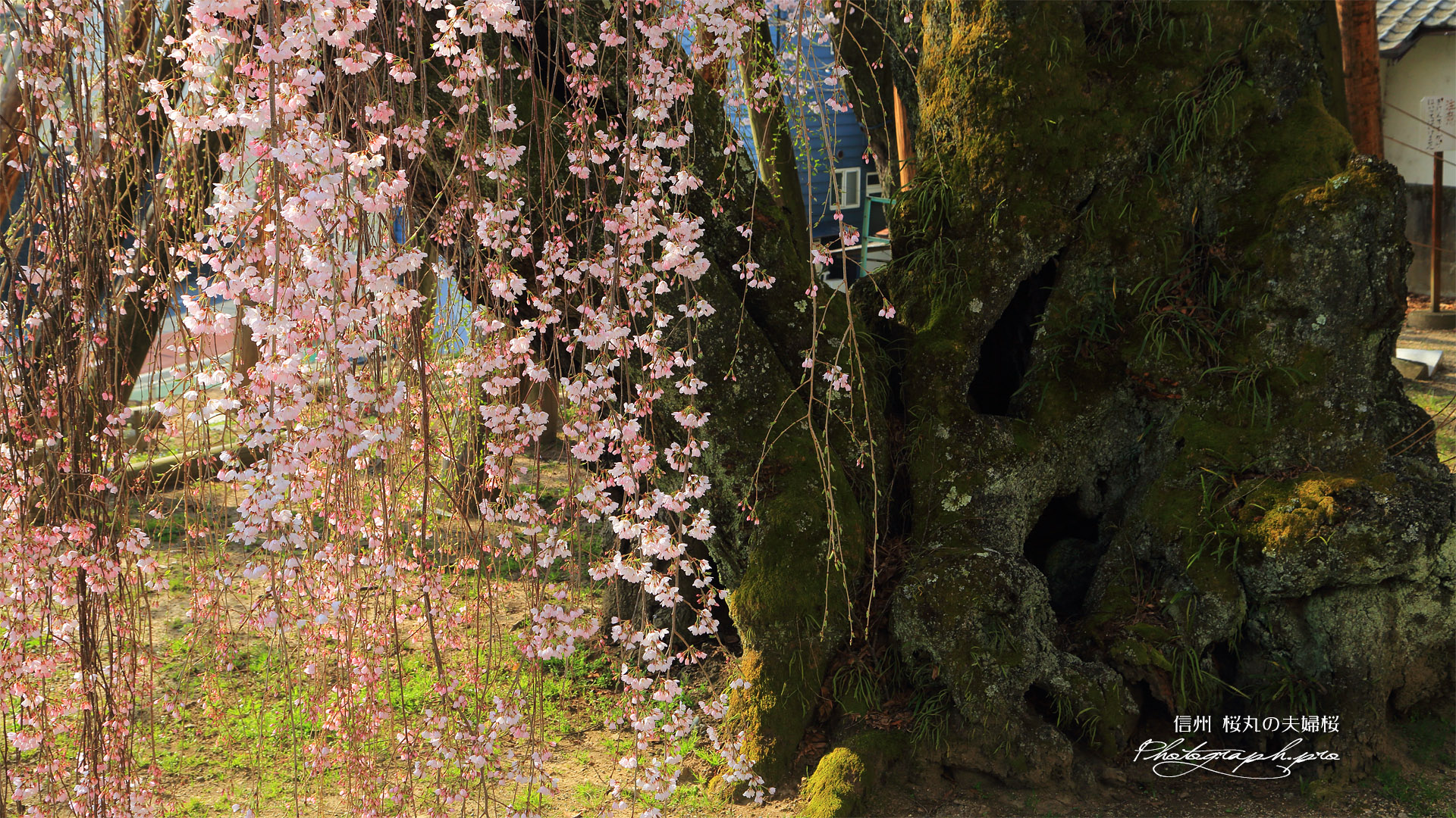 桜丸の夫婦桜