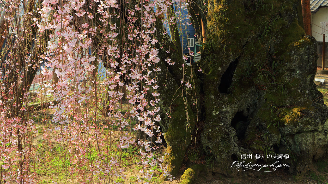 桜丸の夫婦桜 壁紙