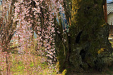桜丸の夫婦桜