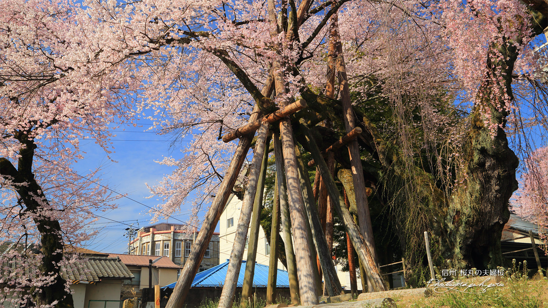 桜丸の夫婦桜