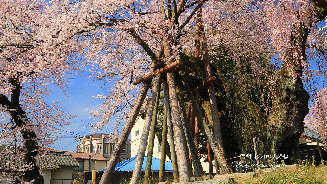 桜丸の夫婦桜 壁紙
