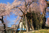 桜丸の夫婦桜