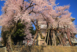 桜丸の夫婦桜
