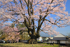 安富桜