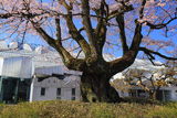 安富桜