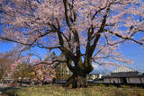 安富桜