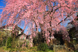 黄梅院の紅しだれ桜
