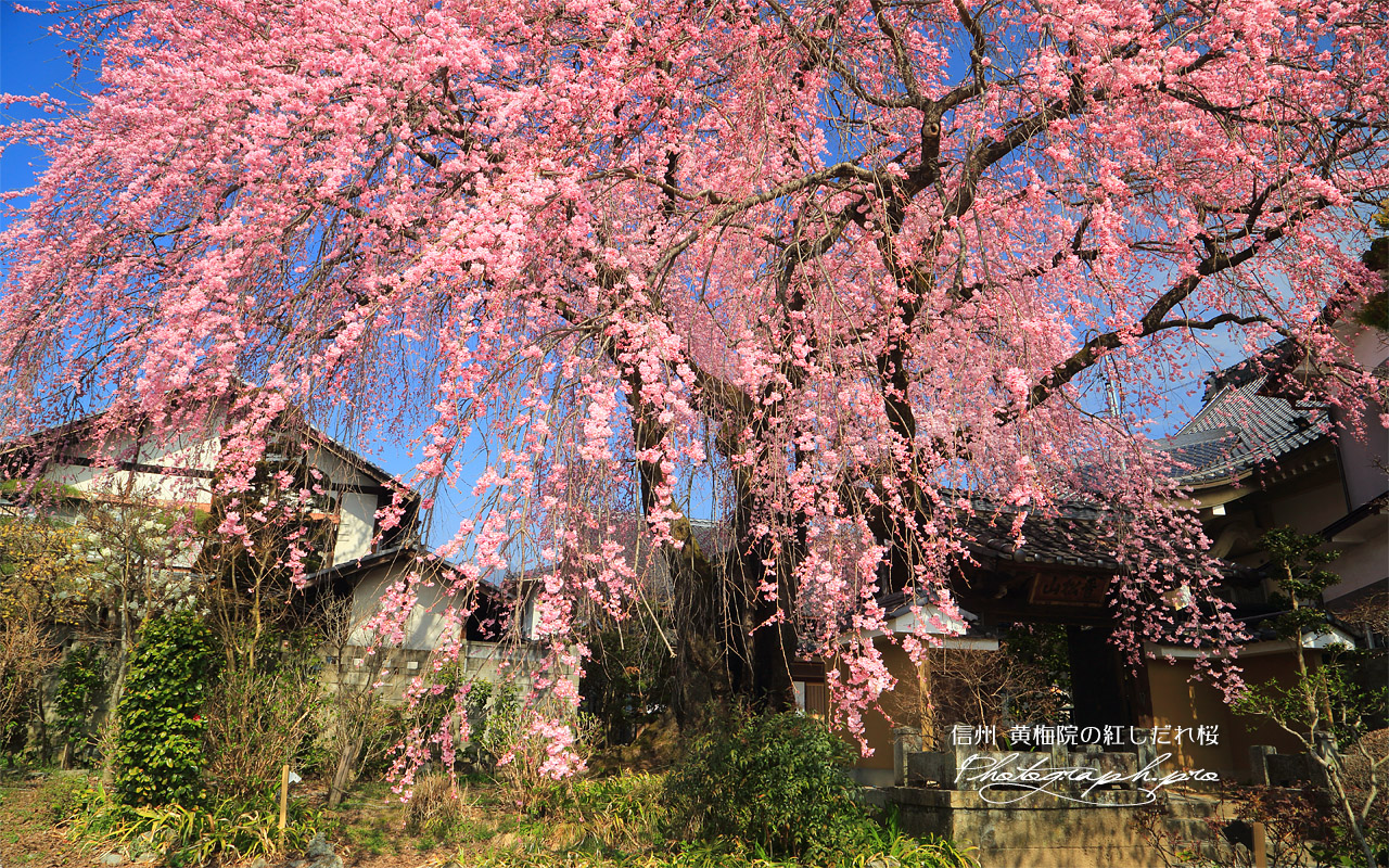 黄梅院の紅しだれ桜 壁紙