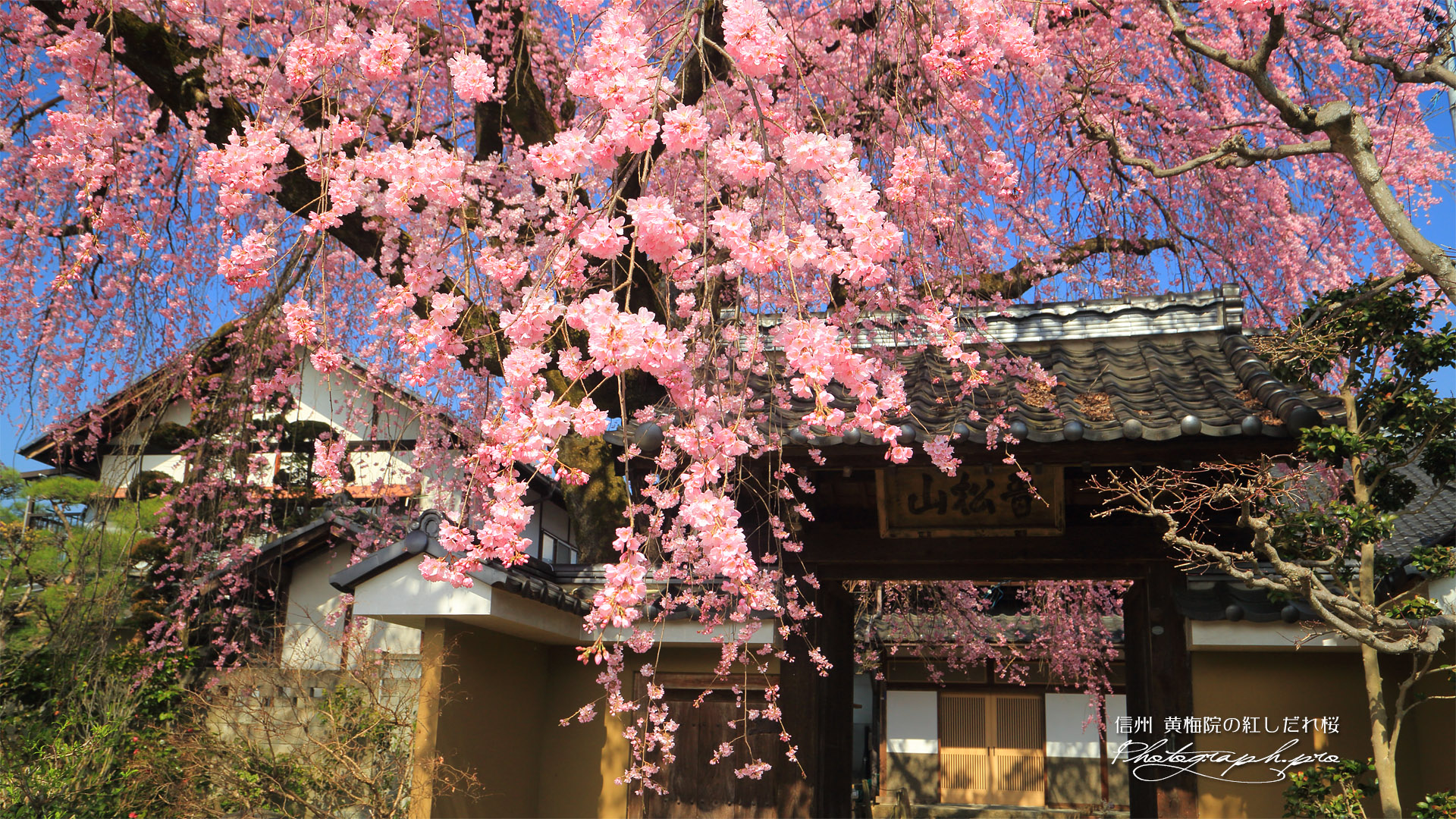 黄梅院の紅しだれ桜