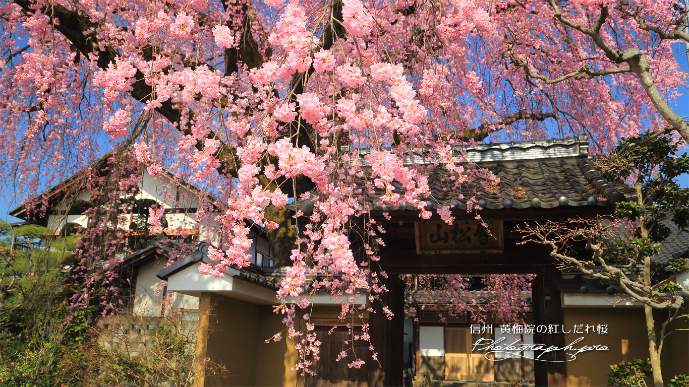 黄梅院の紅しだれ桜 壁紙