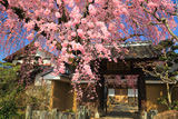 黄梅院の紅しだれ桜