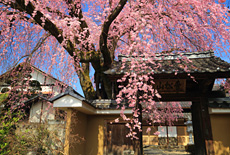 黄梅院の紅しだれ桜