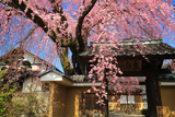 黄梅院の紅しだれ桜