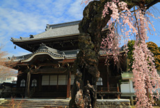 正永寺のシダレザクラ