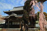 正永寺のシダレザクラ