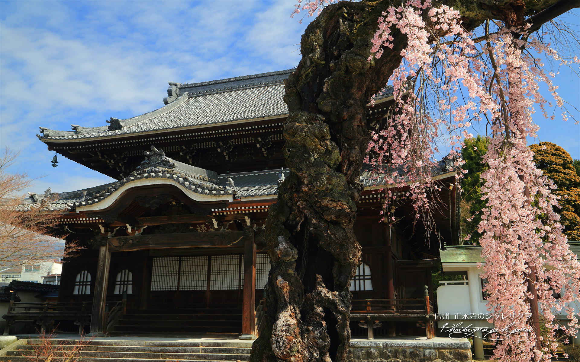 正永寺のシダレザクラ