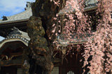 正永寺のシダレザクラ