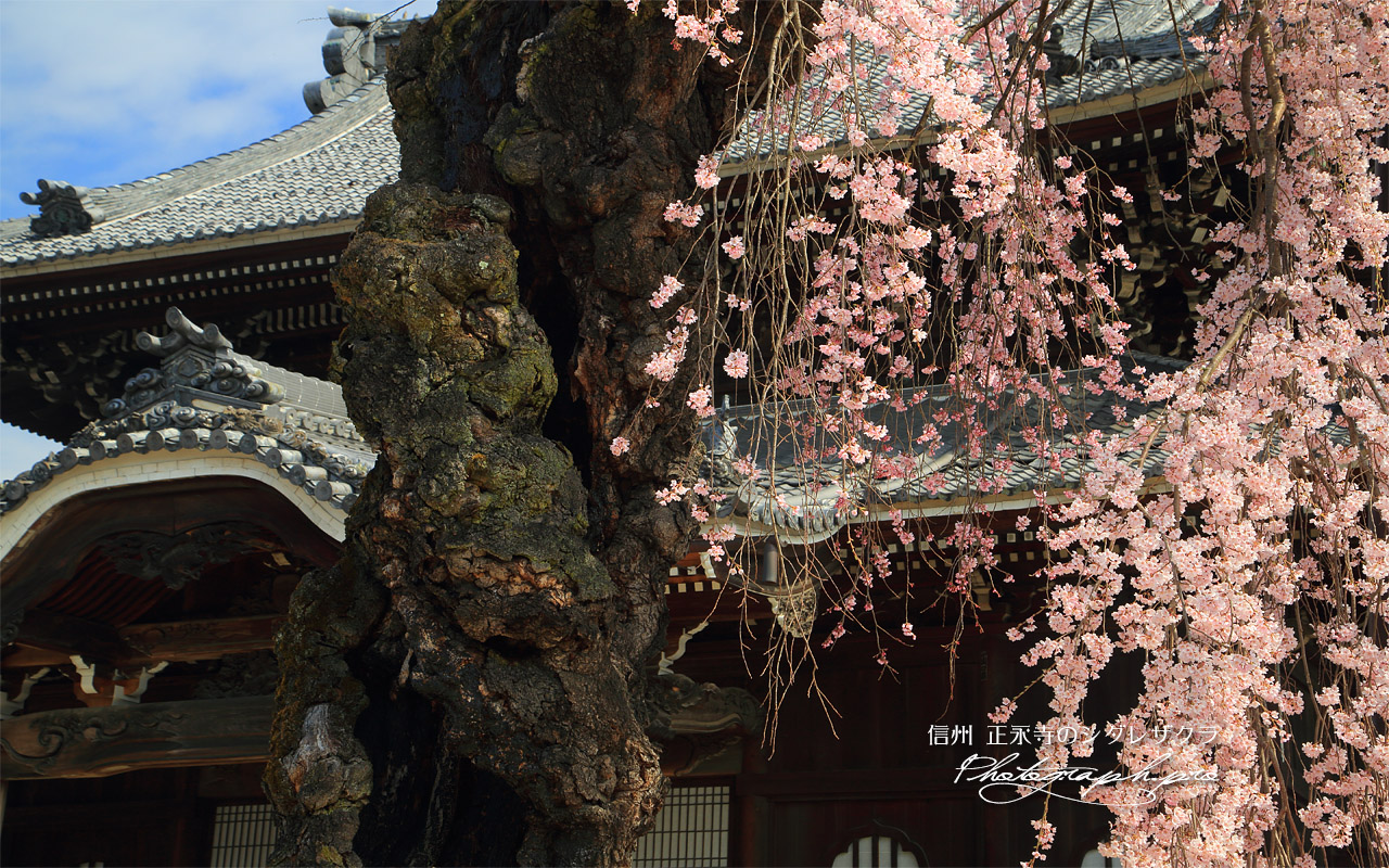 正永寺のシダレザクラ 壁紙