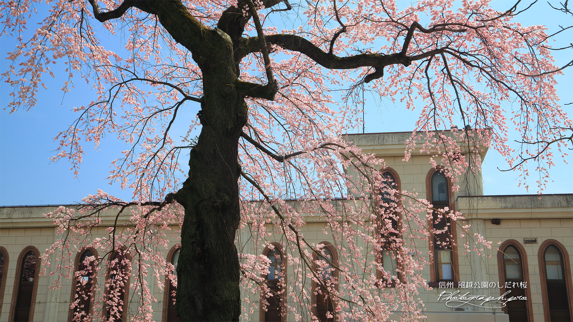 風越公園のしだれ桜