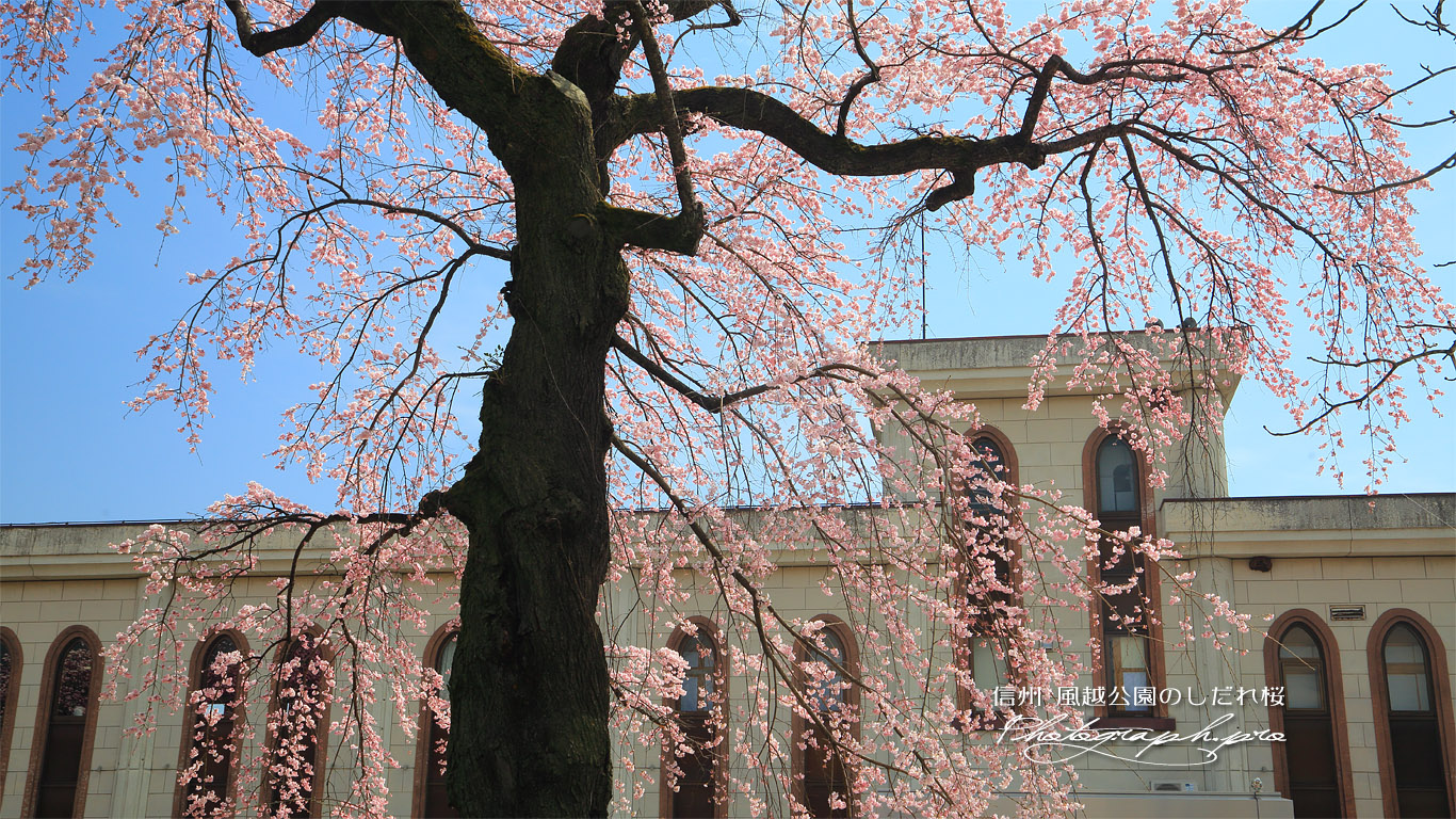 風越公園のしだれ桜 壁紙