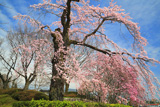 風越公園のしだれ桜