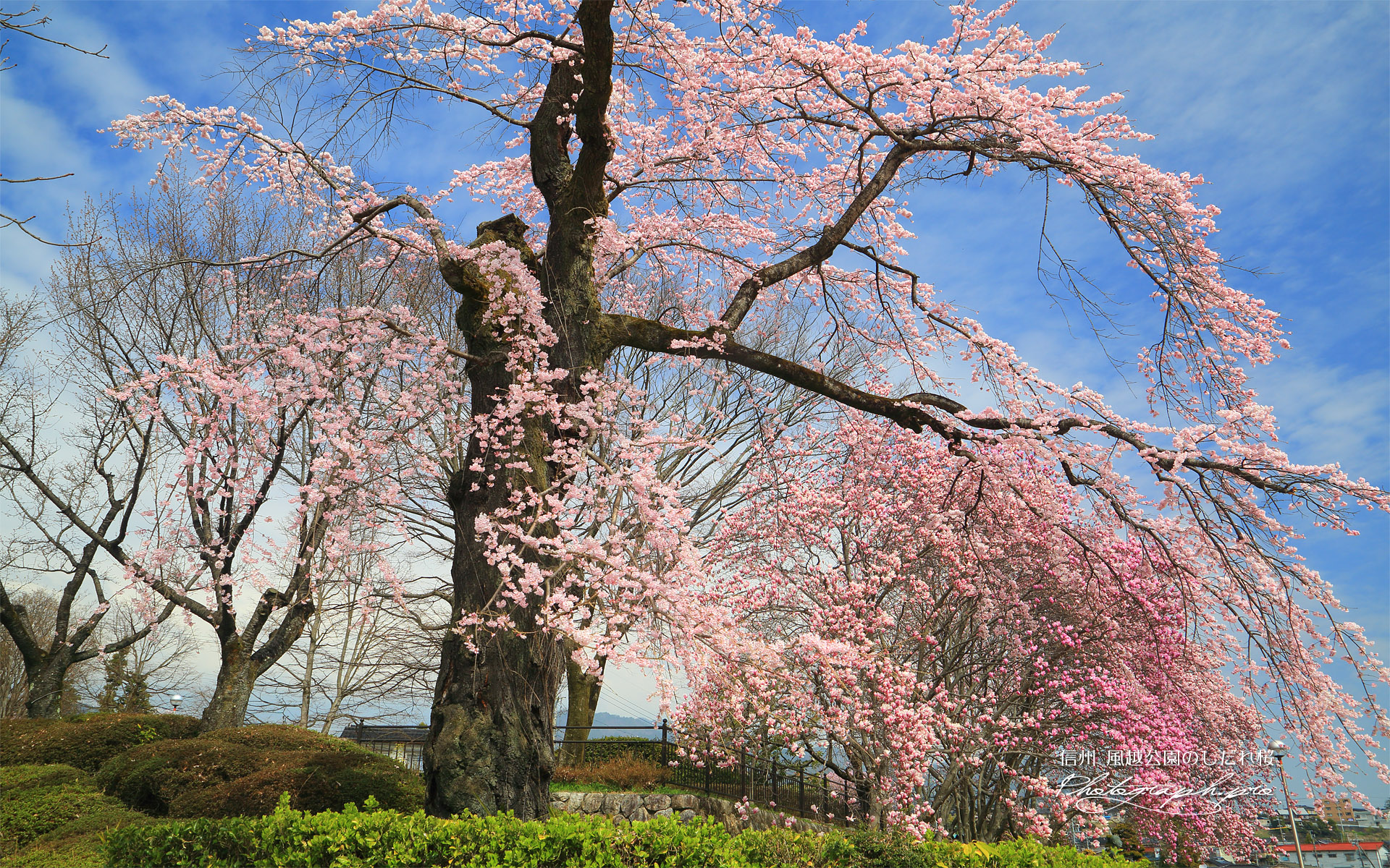 風越公園のしだれ桜