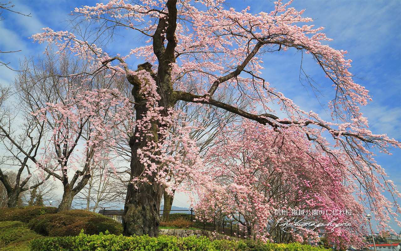 風越公園のしだれ桜 壁紙