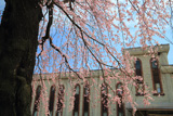 風越公園のしだれ桜
