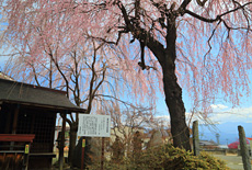 普門院址糸桜