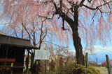 普門院址糸桜
