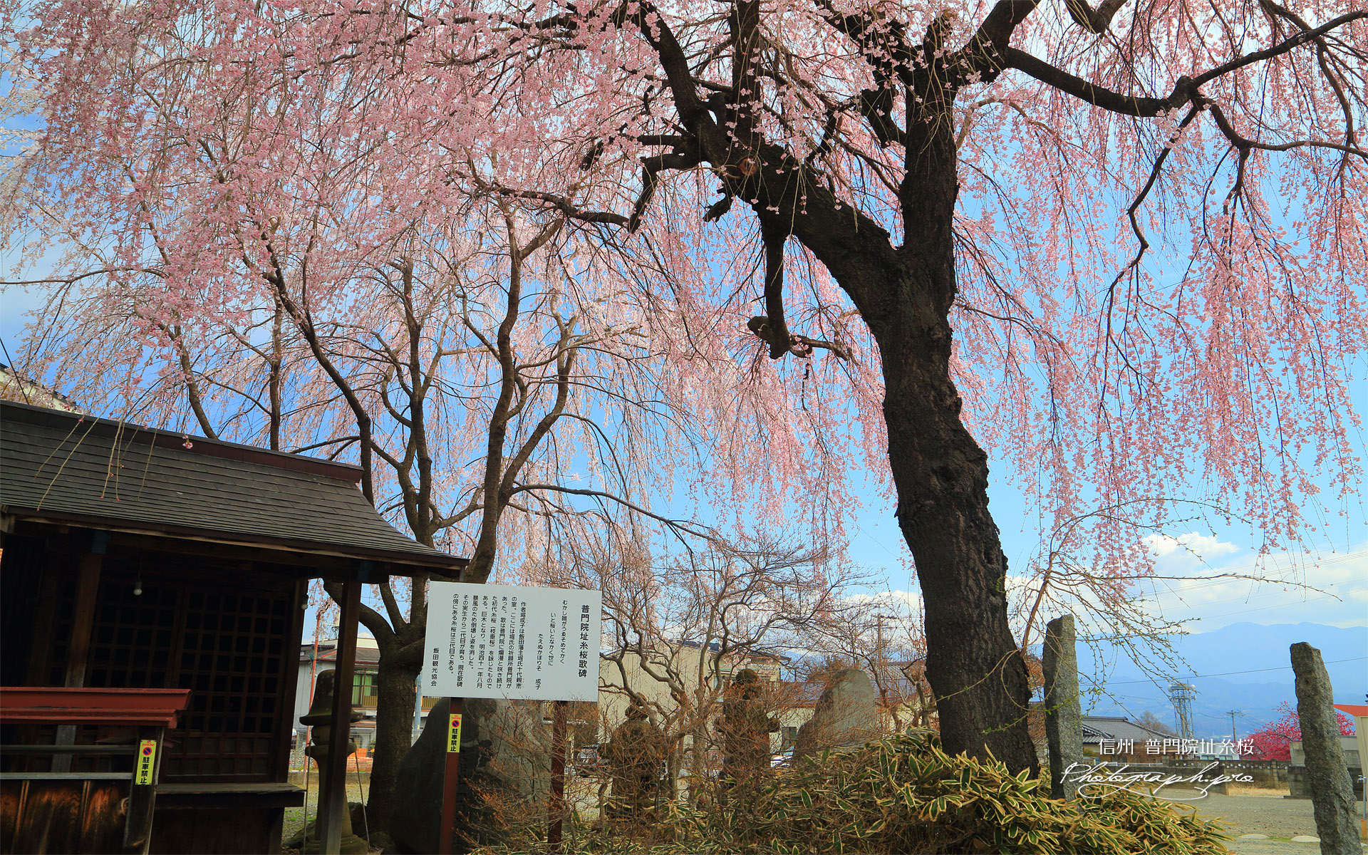 普門院址糸桜