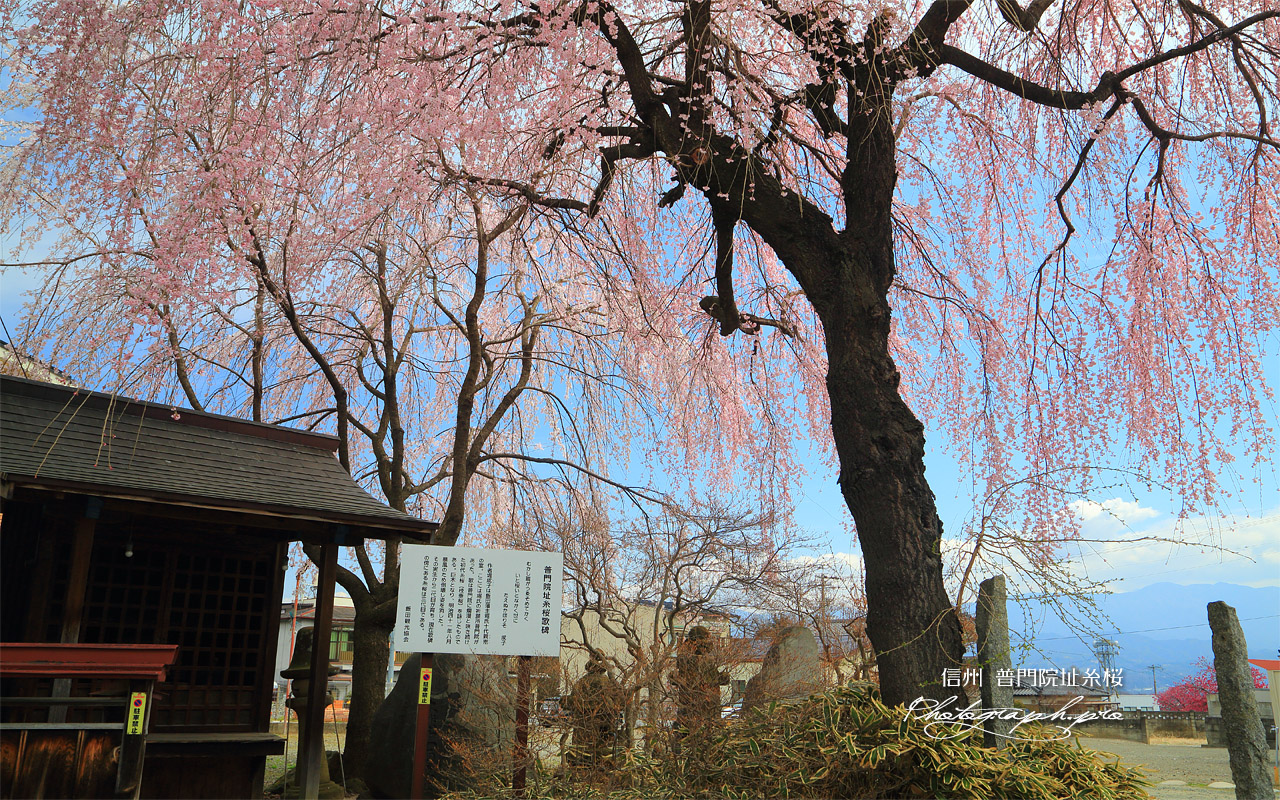 普門院址糸桜 壁紙