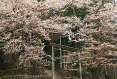 矢高諏訪神社の殿様三本桜