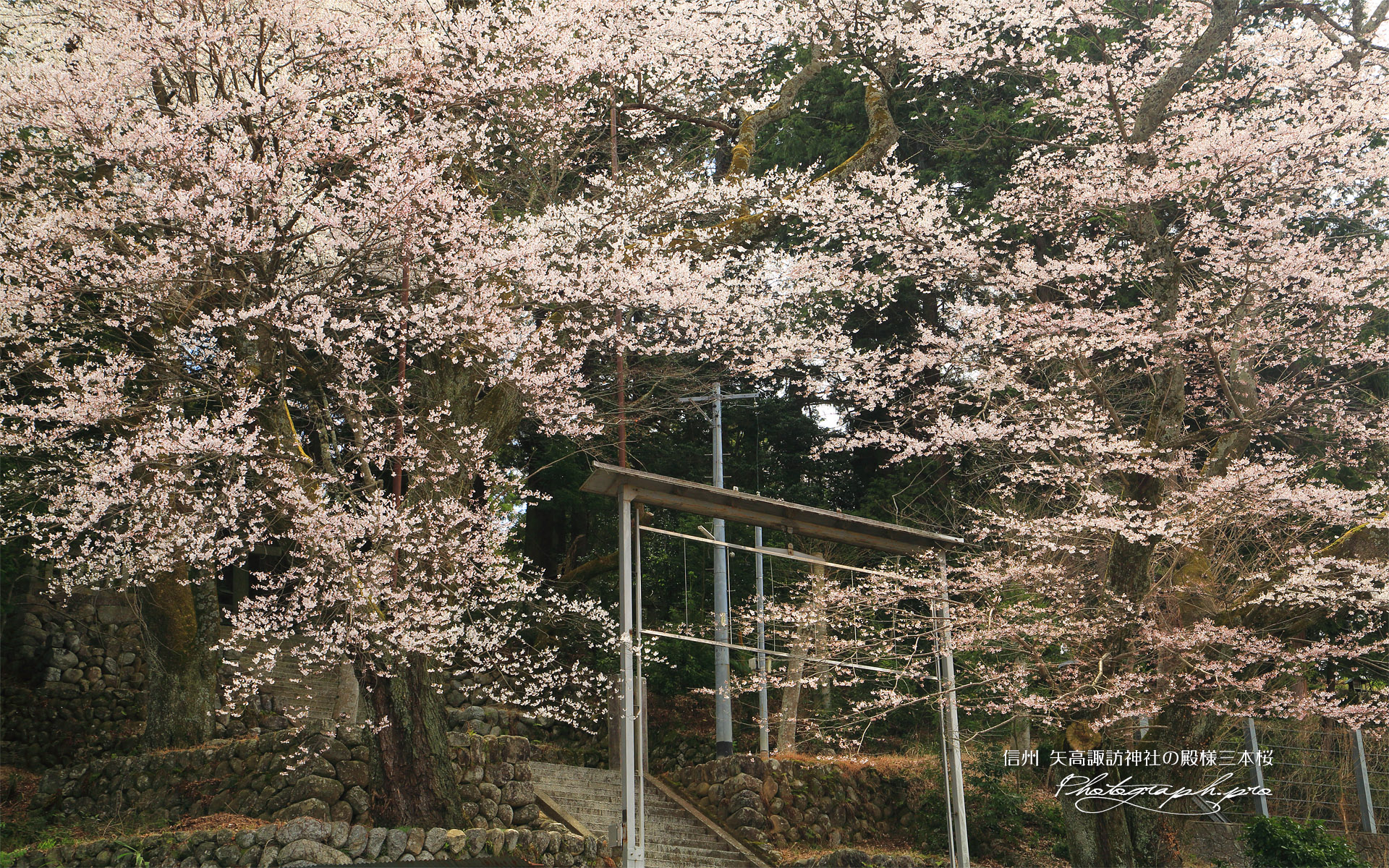 矢高諏訪神社の殿様三本桜