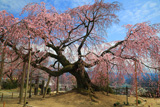 麻績の里舞台桜