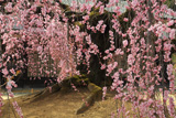 麻績の里舞台桜