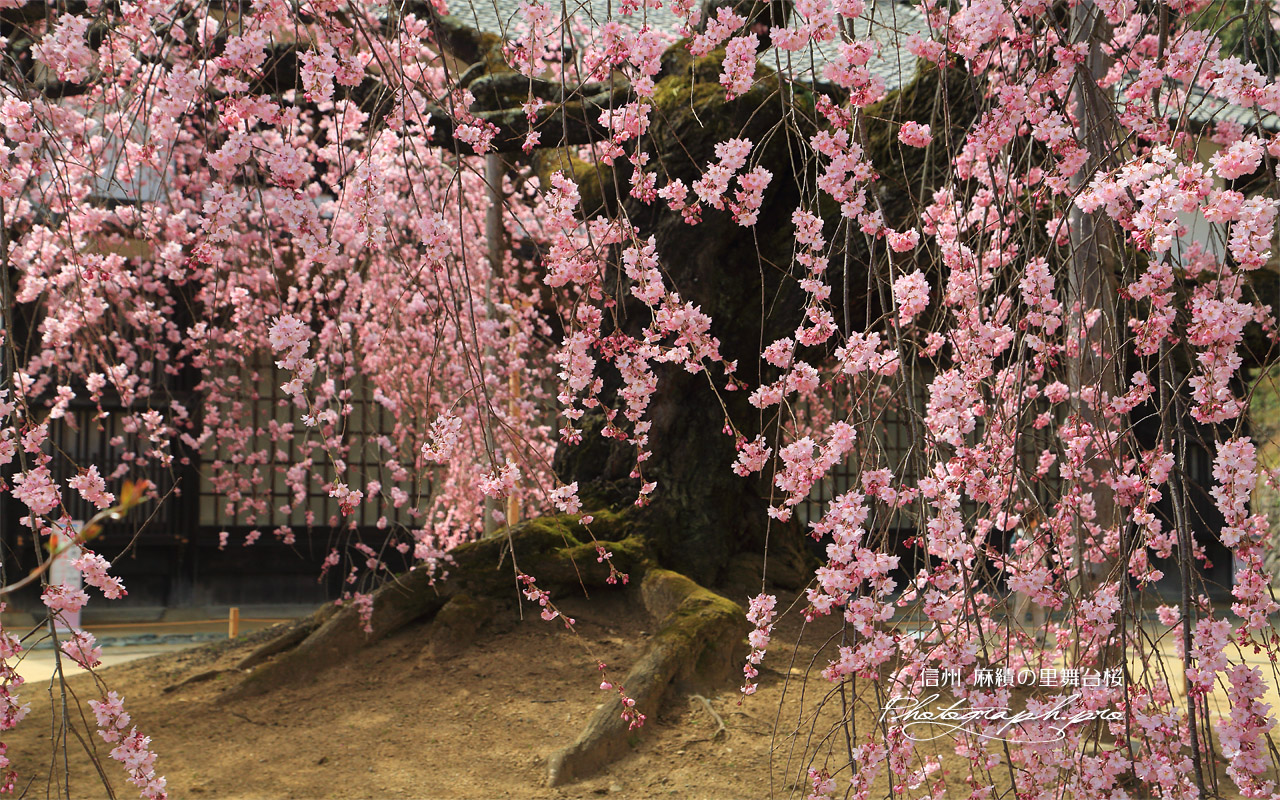 麻績の里舞台桜 壁紙